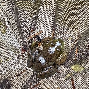 Meet your Posher, Spencer